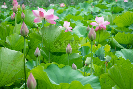 荷花图片