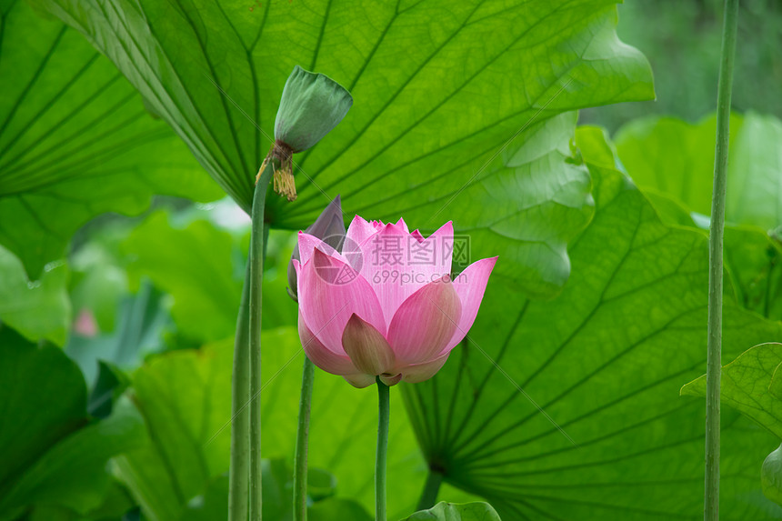 荷花莲蓬图片