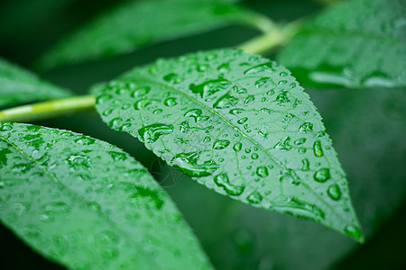 节气绿叶水珠背景