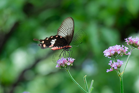 花丛上的蝴蝶背景图片