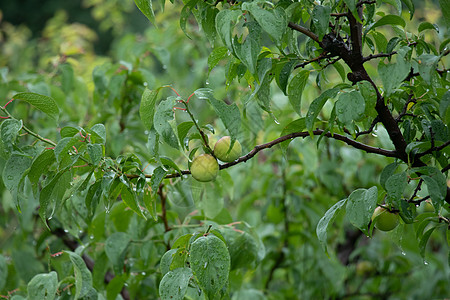 树木成长雨后的苹果树背景