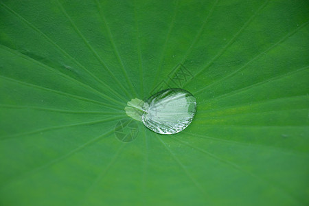 荷叶上的水珠图片