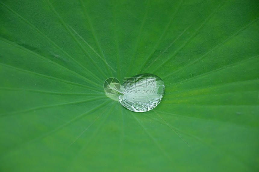 荷叶上的水珠