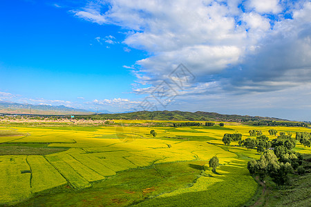 油菜花背景甘肃张掖夏季油菜花背景