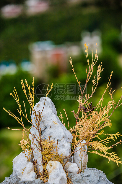 石缝里顽强的花草图片