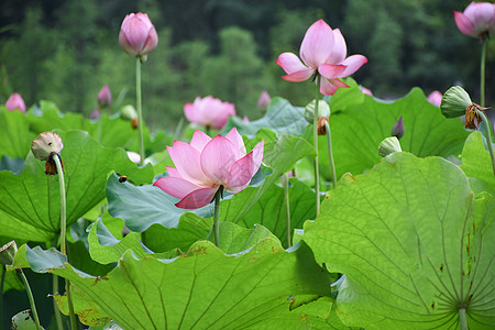 夏日荷花海报夏日正在绽放的荷花背景