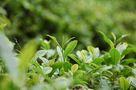 天然茶园里正在生长的茶芽背景