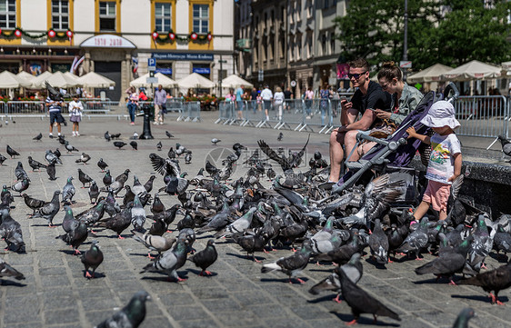 波兰克拉科夫老城广场的鸽子图片