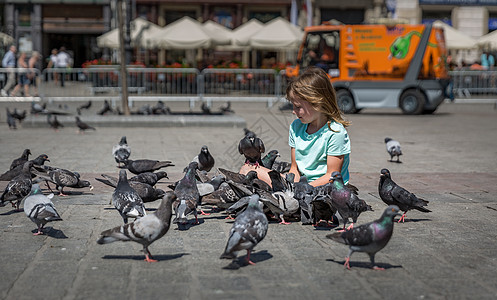 波兰克拉科夫老城广场的鸽子图片