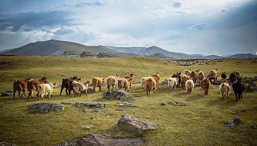 红原大草原内蒙古大草原上的羊群背景