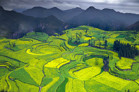 罗平油菜花背景图片