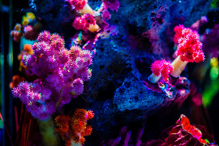 曼谷海底世界珊瑚图片