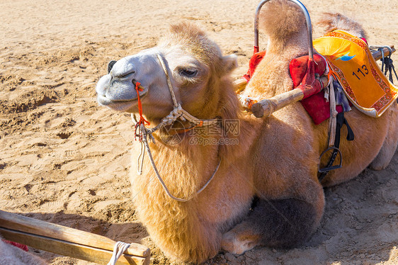白天兰州敦煌鸣沙山骑骆驼项目图片