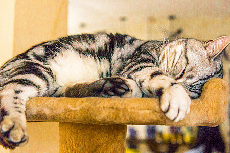 猫咪咖啡店小憩的美国短毛猫图片