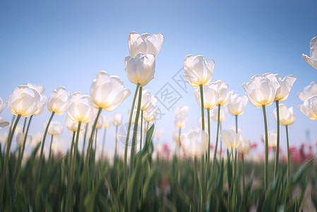 白色郁金香白色花海高清图片