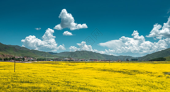 田园风景甘南高原油菜花背景