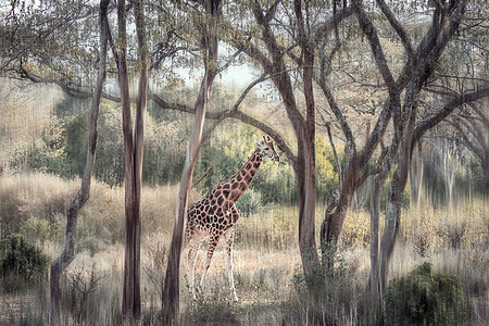 肯尼亚的长颈鹿背景图片