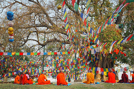 尼泊尔著名景点释迦摩尼诞生地菩提树高清图片