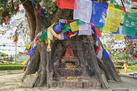 尼泊尔蓝毗尼释迦摩尼诞生地菩提树下图片