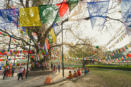 白玉菩提尼泊尔蓝毗尼释迦摩尼诞生地菩提树下背景