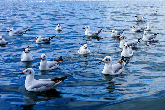 青海湖 鸟岛图片