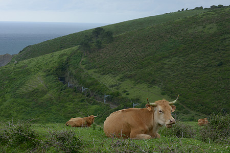 西班牙海岸西班牙东北部巴斯克海岸山边的牛与马背景