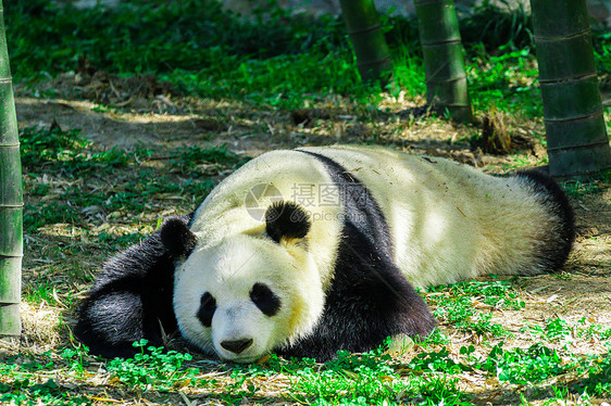 江苏溧阳南山竹海景区大熊猫图片