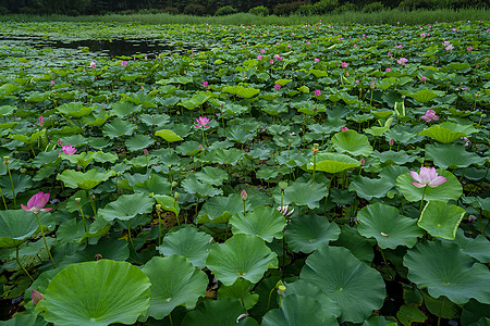 风景观赏荷花池塘背景