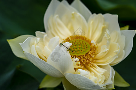 豆娘赏花背景图片