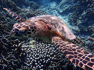 泰国斯米兰群岛的海龟背景