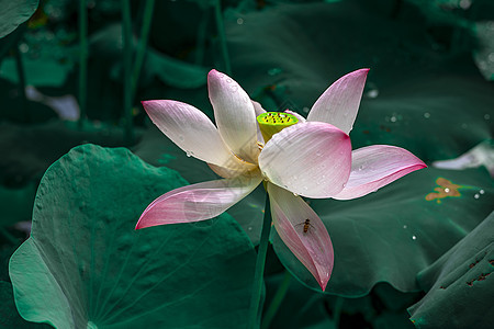 小黄蜂恋花图片