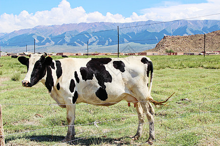 新疆巴里坤草原牧场奶牛背景