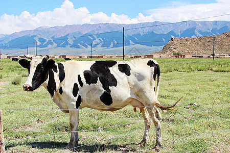 新疆巴里坤草原牧场奶牛动物高清图片素材