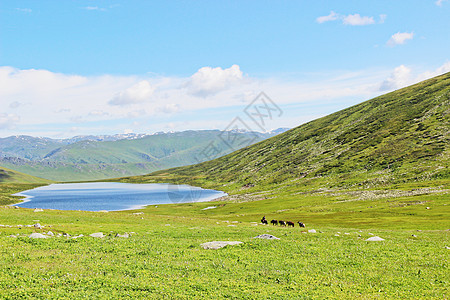 羊左雍措湖新疆喀纳斯背景