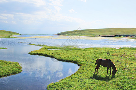 草坪风景新疆巴音布鲁克草原背景