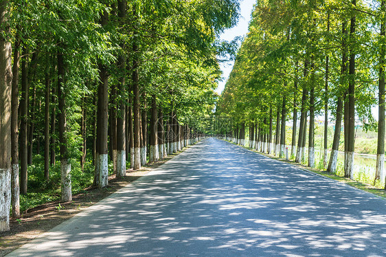 阳光下的路面图片