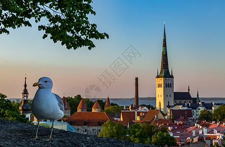 爱沙尼亚首都塔林中世纪老城美丽的日出图片