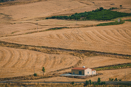 意大利乡村金色的麦田图片