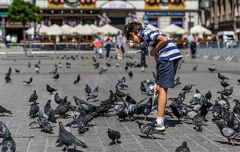 波兰克拉科夫老城广场上喂鸽子图片