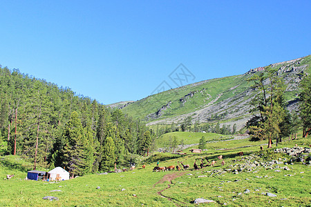 阿尔泰山脉新疆喀纳斯牧场背景