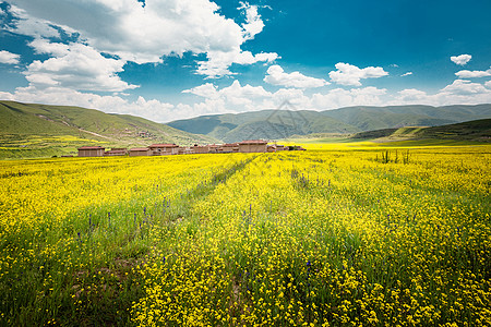 阿坝自治州油菜花海图片