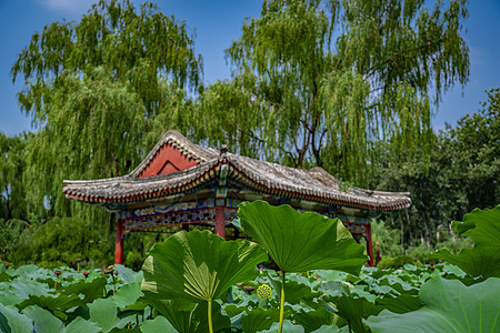 北京的小江南日坛公园的荷花池塘背景