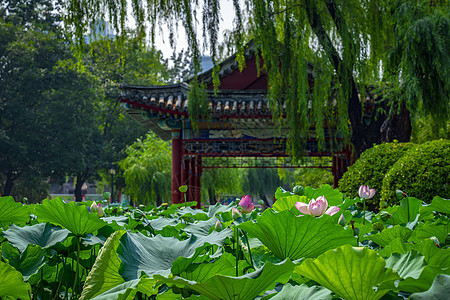 北京的小江南日坛公园的荷花池塘背景