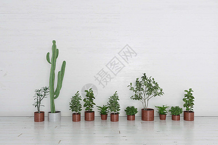 多肉植物组合室内盆栽组合设计图片