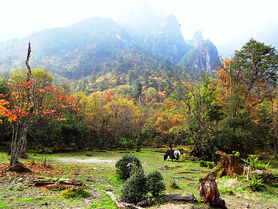 四川美景十里仙境燕子沟背景