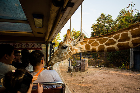 清迈长颈鹿泰国动物园高清图片