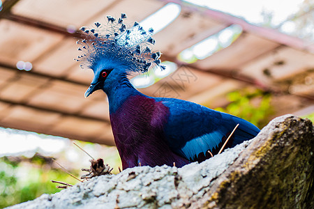 清迈鸟泰国动物园高清图片