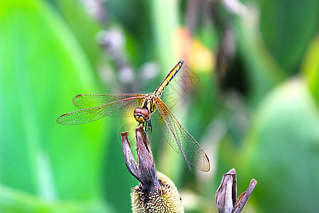 蜻蜓背景图片