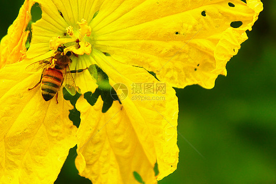 夏天花朵和蜜蜂图片