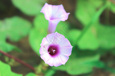 夏天花朵紫色喇叭花高清图片